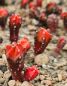 Preview: Astrophytum myriostigma kikko koho